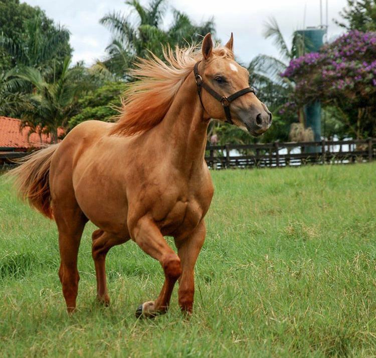 Cavalos Quarto de Milha